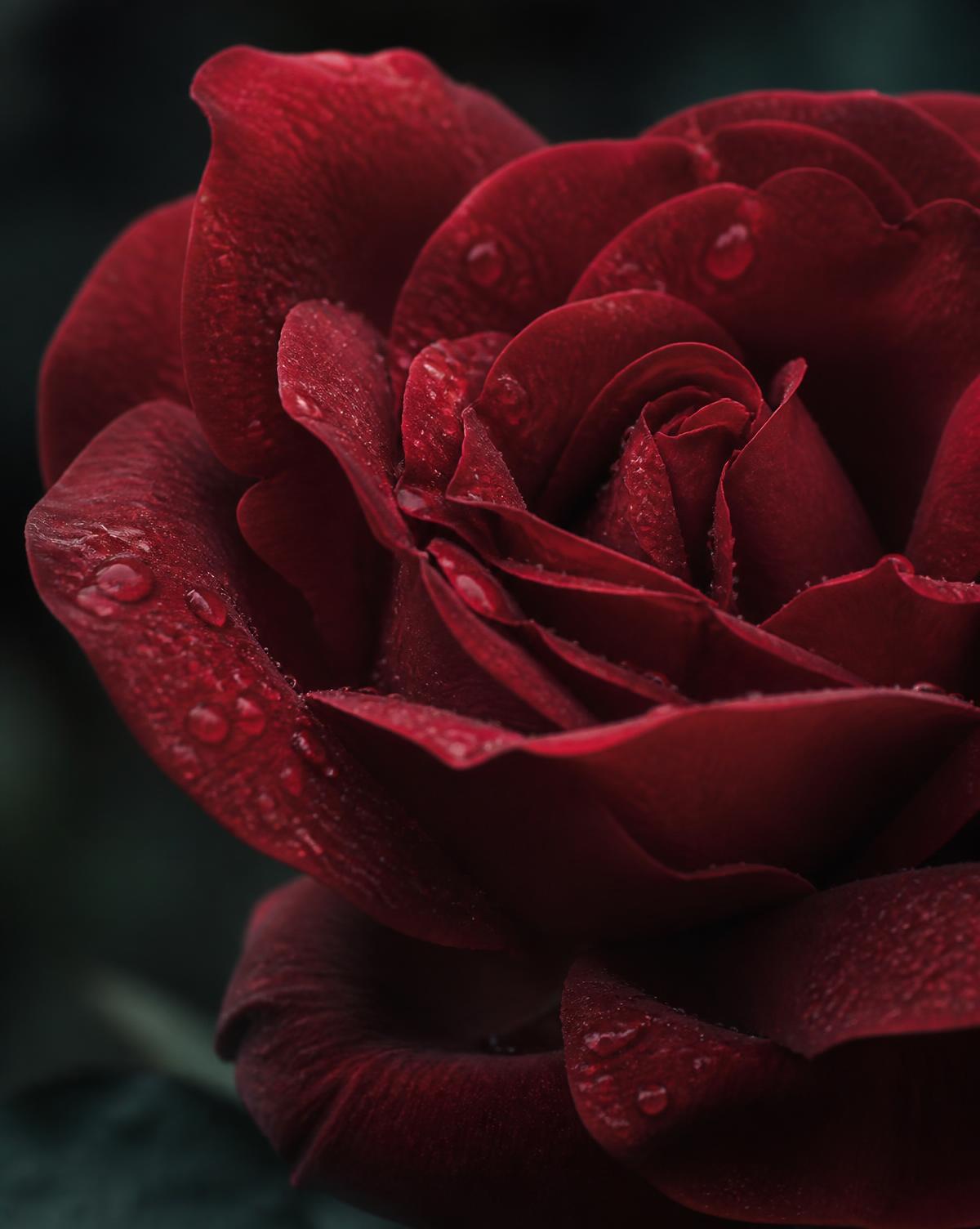 Placeholder close-up image of crimson rose petals